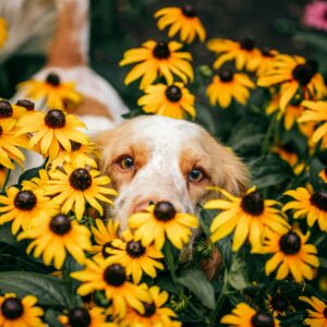 Hundekrimitour Frühlingskrimi mit Begleitperson